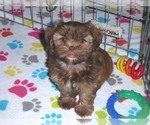 Small Photo #11 Shorkie Tzu Puppy For Sale in ORO VALLEY, AZ, USA