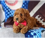 Small Photo #7 Cavapoo-Poodle (Miniature) Mix Puppy For Sale in NEW PROVIDENCE, PA, USA