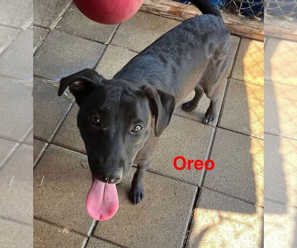 Medium Photo #4 American Pit Bull Terrier-Unknown Mix Puppy For Sale in Farmerville, LA, USA