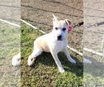 Small #10 American Pit Bull Terrier-German Shepherd Dog Mix