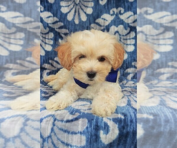 Medium Photo #8 Maltipoo Puppy For Sale in LANCASTER, PA, USA
