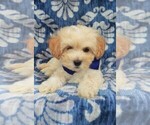 Small Photo #8 Maltipoo Puppy For Sale in LANCASTER, PA, USA