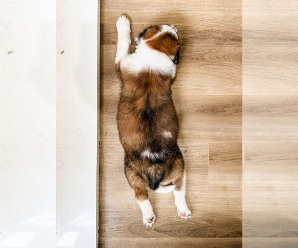 Medium Photo #5 Australian Shepherd-Unknown Mix Puppy For Sale in Valrico, FL, USA