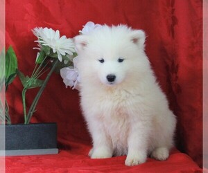 Samoyed Puppy for sale in APPLE CREEK, OH, USA