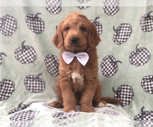 Labradoodle Puppy for sale in LAKELAND, FL, USA