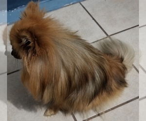 Mother of the Pomeranian puppies born on 05/21/2019