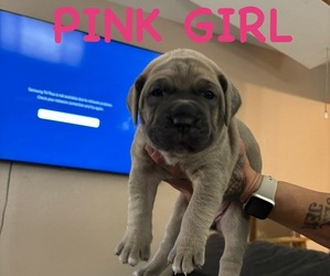 Cane Corso Puppy for Sale in UPLAND, California USA