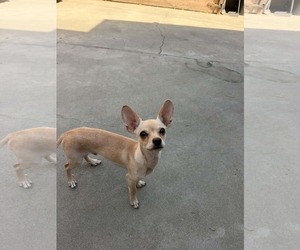 Chihuahua-Unknown Mix Dogs for adoption in Visalia, CA, USA