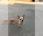 Rango - Male Chihuahua-Unknown Mix Dog for Adoption - Small photo