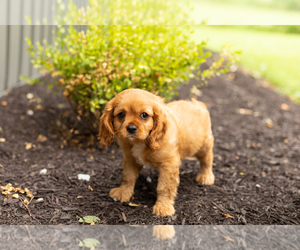 Cavalier King Charles Spaniel Puppy for sale in TOPEKA, IN, USA