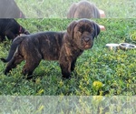 Puppy Hoss grey Cane Corso