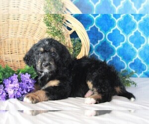 Bernedoodle Puppy for sale in FREDERICKSBURG, OH, USA
