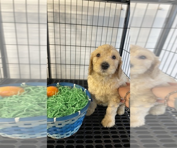 Medium Photo #9 Goldendoodle Puppy For Sale in SAN DIEGO, CA, USA