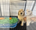 Small #8 Goldendoodle