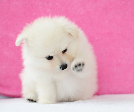 Medium Photo #4 Pomeranian Puppy For Sale in FRAZER, PA, USA