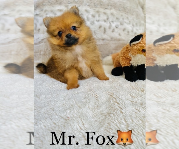 Medium Photo #5 Pomeranian Puppy For Sale in COOKEVILLE, TN, USA