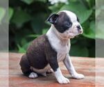Small #3 Boston Terrier