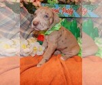 Small Photo #79 Great Dane Puppy For Sale in SPRAGGS, PA, USA