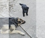 Puppy Fluffy German Shepherd Dog