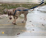 Small #8 Chihuahua Mix