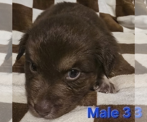 Medium Photo #19 Australian Shepherd Puppy For Sale in ROY, UT, USA