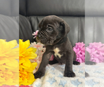 Small #2 Neapolitan Mastiff