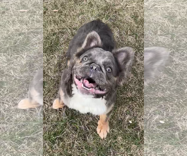 Medium Photo #4 French Bulldog Puppy For Sale in Sioux Falls, SD, USA