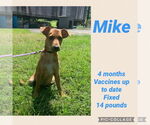 Small #9 German Pinscher Mix