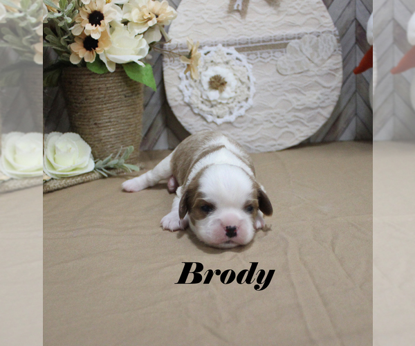 Medium Photo #6 Cavalier King Charles Spaniel Puppy For Sale in CHANUTE, KS, USA