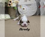 Small #5 Cavalier King Charles Spaniel