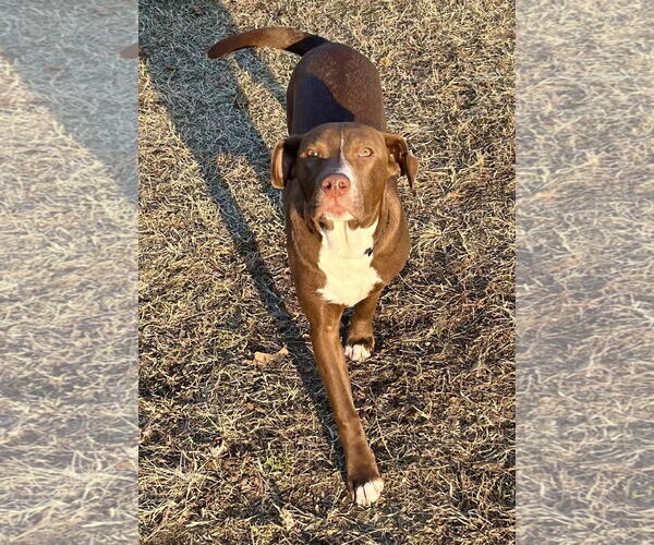 Medium Photo #3 Labrador Retriever-Unknown Mix Puppy For Sale in Mount Laurel, NJ, USA