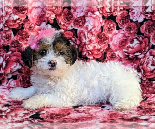 Medium Photo #4 Poodle (Miniature)-Shorkie Tzu Mix Puppy For Sale in CHRISTIANA, PA, USA