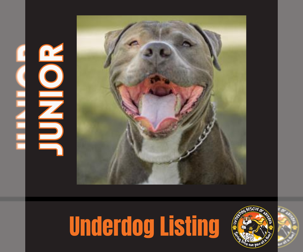 Medium Photo #1 Bulldog-Staffordshire Bull Terrier Mix Puppy For Sale in Chandler, AZ, USA