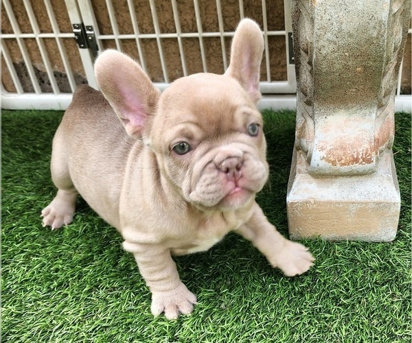 Medium Photo #4 French Bulldog Puppy For Sale in LAS VEGAS, NV, USA