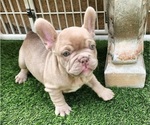 Small #3 French Bulldog