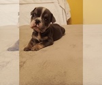 Puppy London puppy 4 English Bulldog