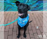 Small Photo #4 Labrador Retriever-Unknown Mix Puppy For Sale in Washington, DC, USA