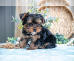 Small Photo #26 Yorkshire Terrier Puppy For Sale in GREENWICH, OH, USA