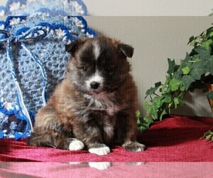 Border Collie-Pomeranian Mix Puppy for sale in FREDERICKSBURG, OH, USA
