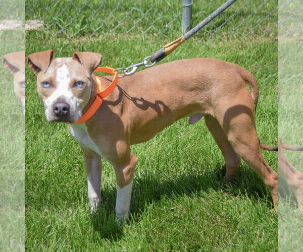 Medium Photo #2 American Staffordshire Terrier-Boxer Mix Puppy For Sale in Huntley, IL, USA