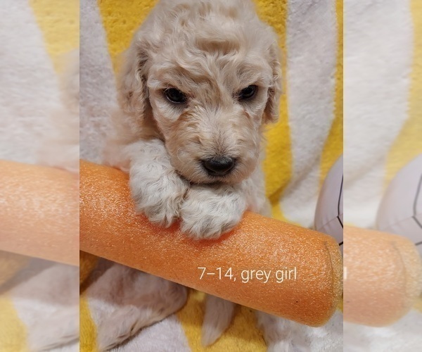 Medium Photo #3 Bordoodle Puppy For Sale in COPPERAS COVE, TX, USA