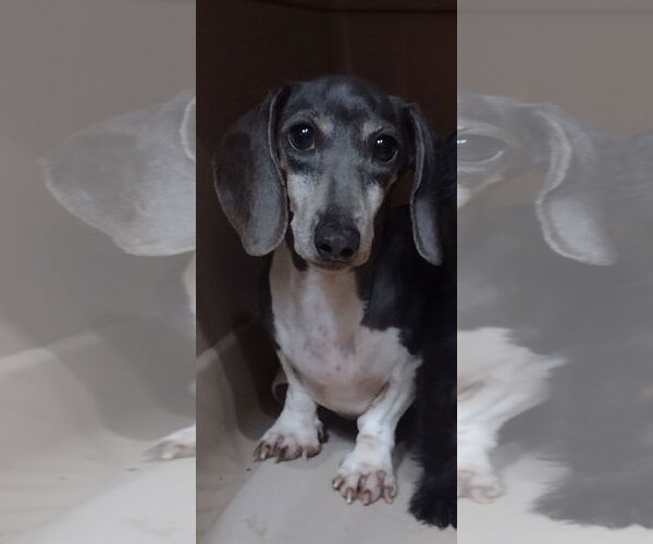 Medium Photo #1 Dachshund Puppy For Sale in Sioux Falls, SD, USA