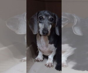 Dachshund Dogs for adoption in Sioux Falls, SD, USA