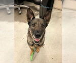 Small #1 German Shepherd Dog