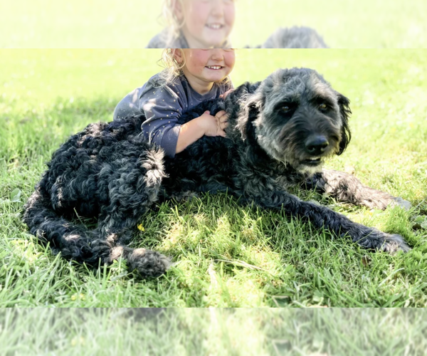 Medium Photo #1 Aussiedoodle Puppy For Sale in OLYMPIA, WA, USA