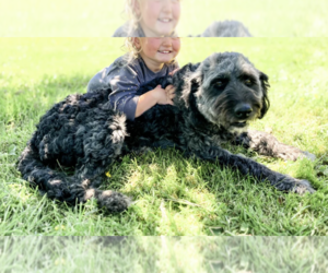 Mother of the Aussiedoodle puppies born on 07/04/2026