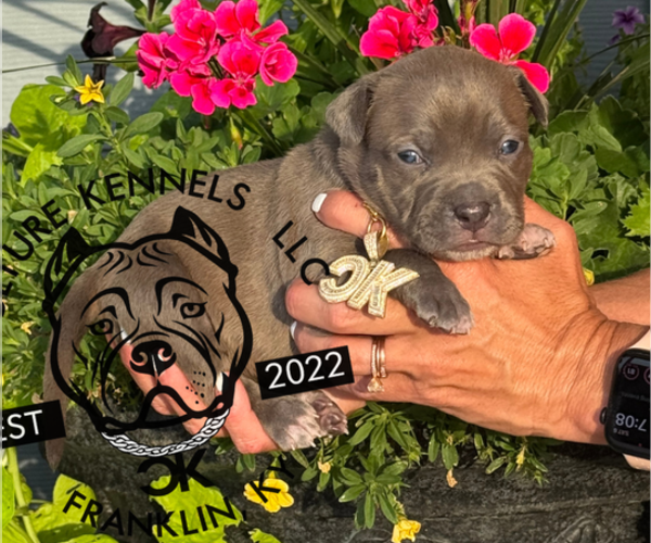 Medium Photo #1 American Bully Puppy For Sale in FRANKLIN, KY, USA