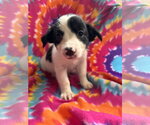 Small Mutt
