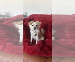 Small #1 Mutt