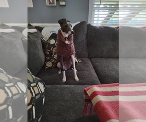 Italian Greyhound Puppy for sale in CULLOWHEE, NC, USA